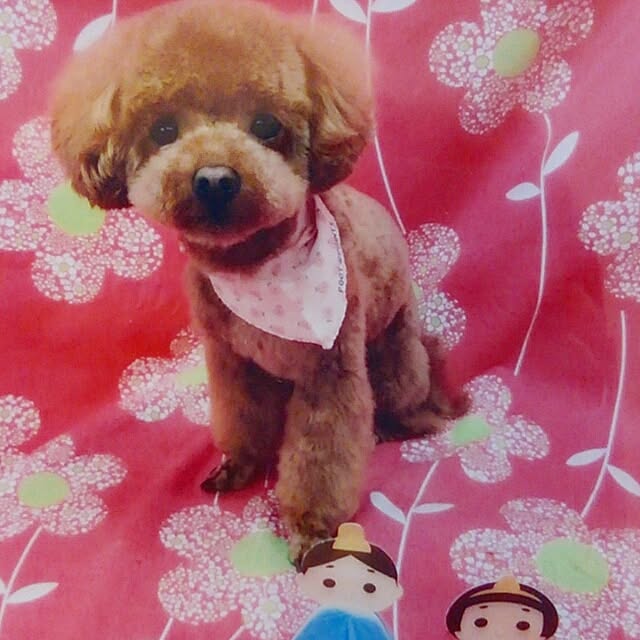 chipinoさんの実例写真