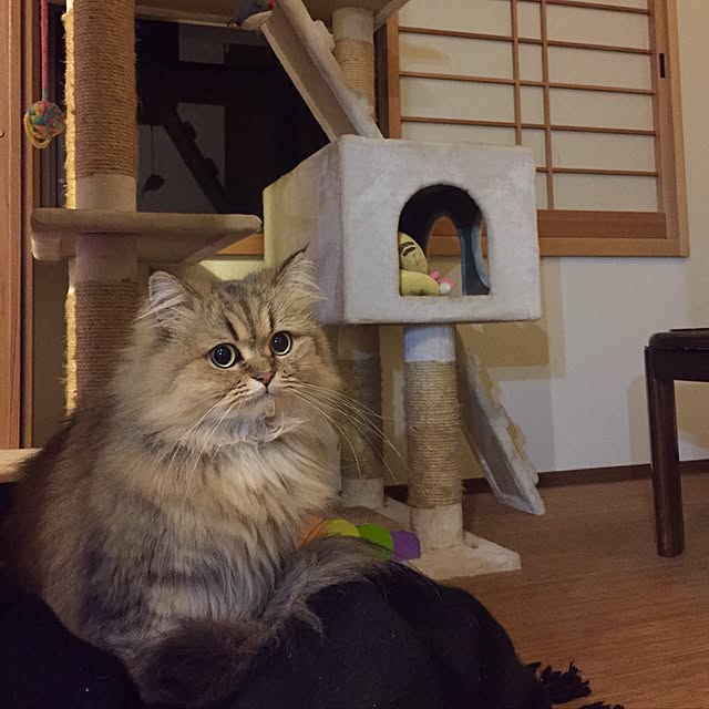 butachanさんの実例写真