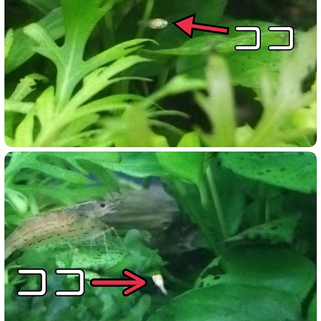ayaさんの実例写真