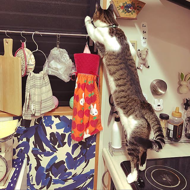 jijiさんの実例写真