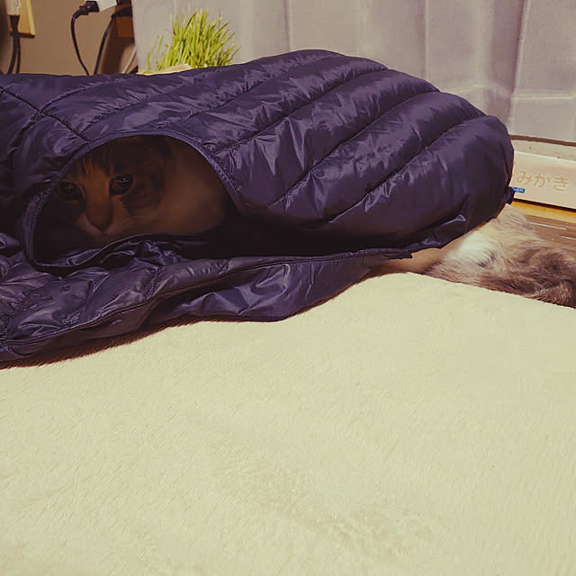 fukuさんの実例写真