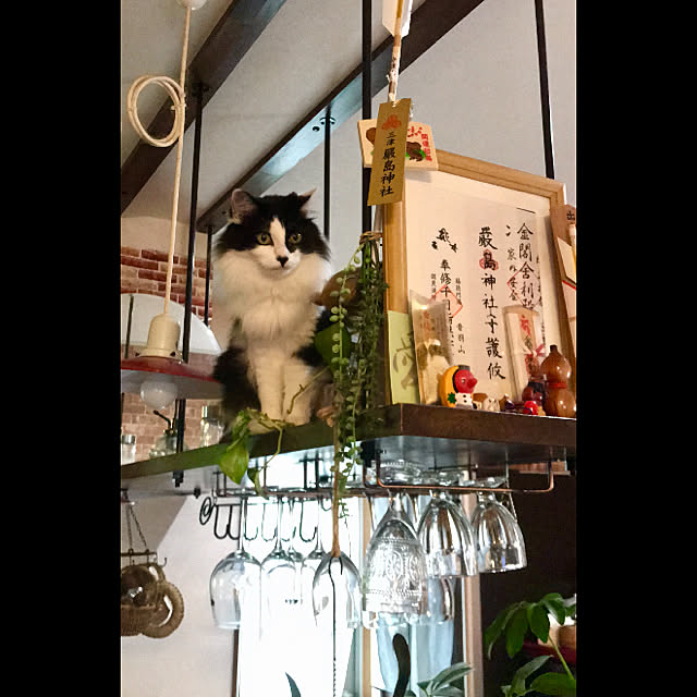 butachanさんの実例写真