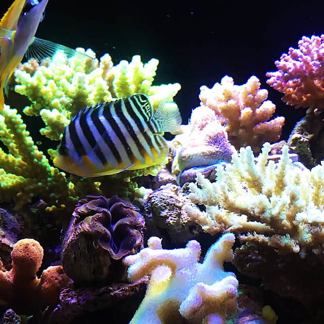 aquarium_seaさんの実例写真