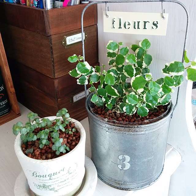 部屋全体/観葉植物のインテリア実例 - 2016-08-08 17:18:56