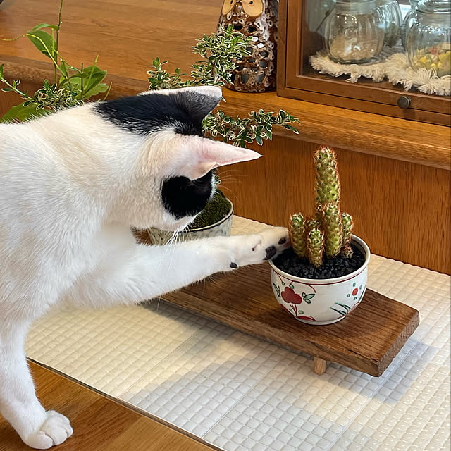 nobikoさんの実例写真