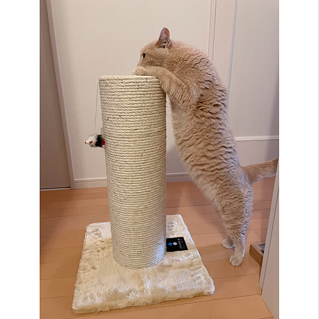 nicoさんの実例写真