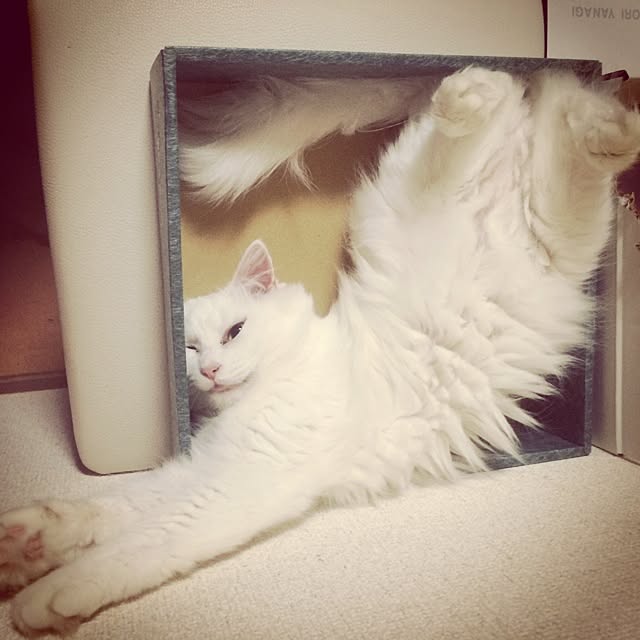 mamazouさんの実例写真