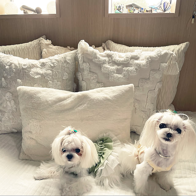 loliontoaliceveさんの実例写真