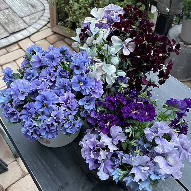 shiropenguinさんの部屋