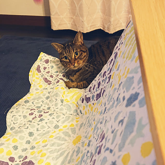 chisa.mioさんの実例写真