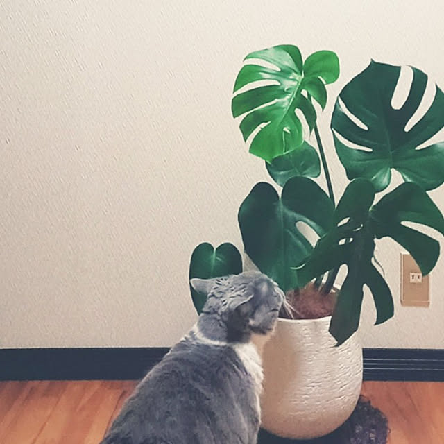 rhuさんの実例写真
