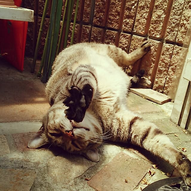 mcomcoさんの実例写真