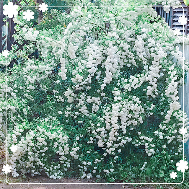 makkoさんの実例写真