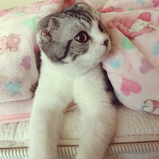 tomommyさんの実例写真