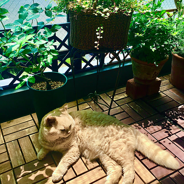 naokoさんの部屋
