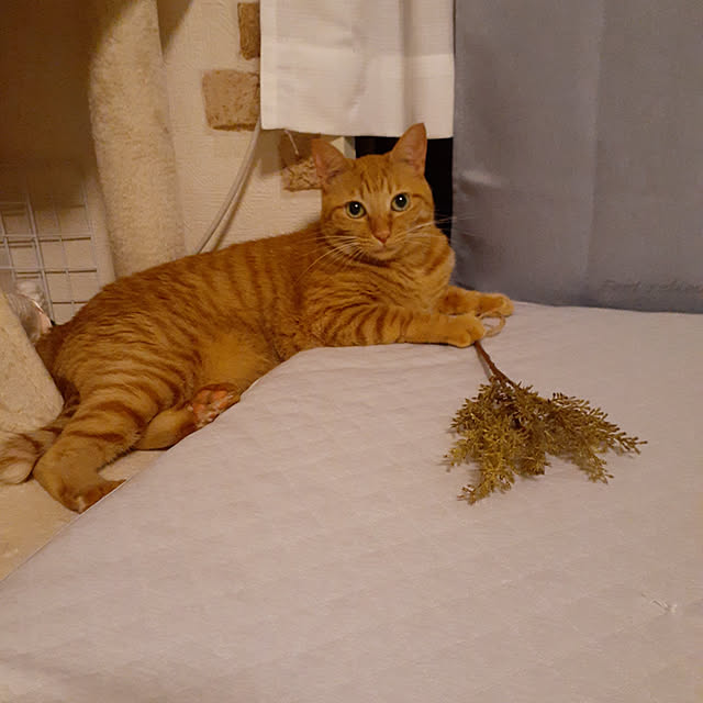chisaviさんの実例写真