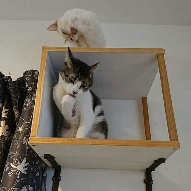 Gomaさんの実例写真