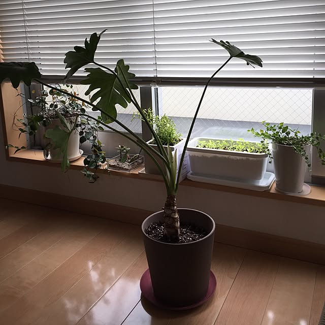 riiriiさんの実例写真