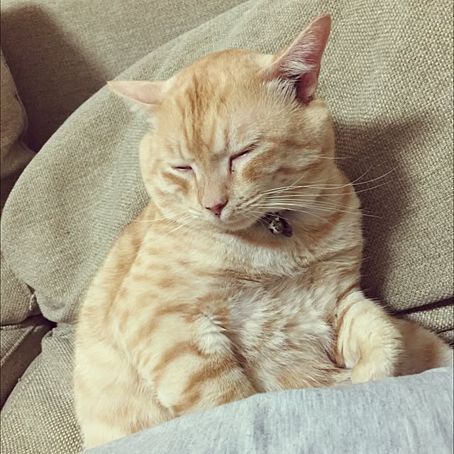 chiimalさんの実例写真