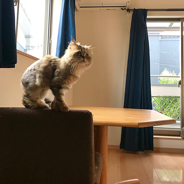 butachanさんの実例写真