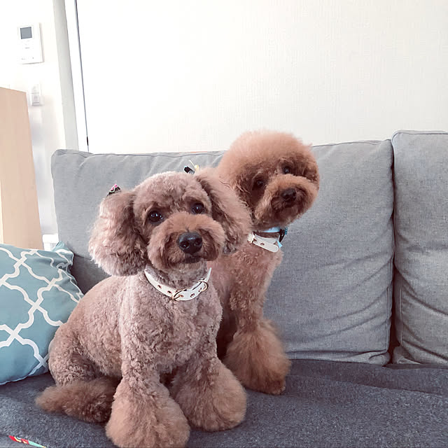 cocoaさんの実例写真