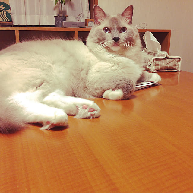 mintさんの実例写真