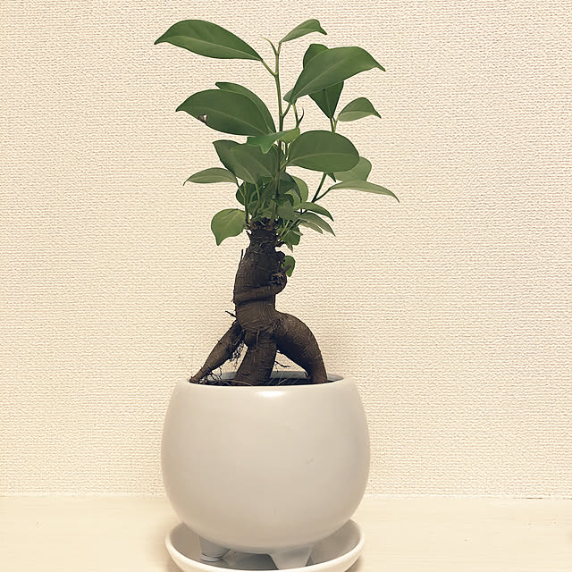 pukeさんの実例写真