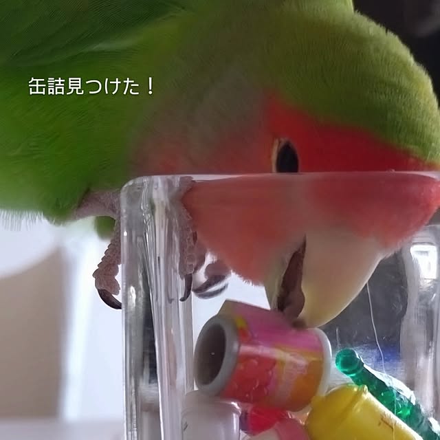toratanさんの部屋