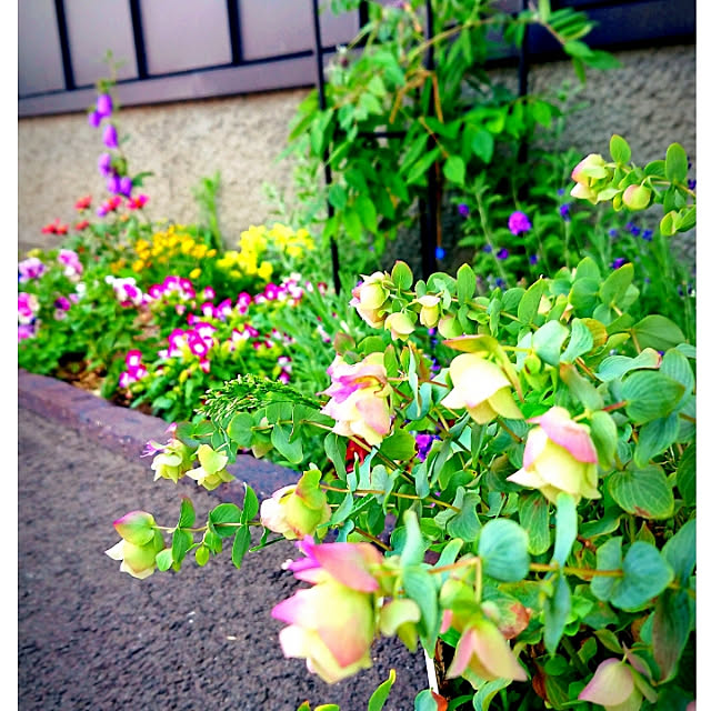 mamimamipockyさんの実例写真