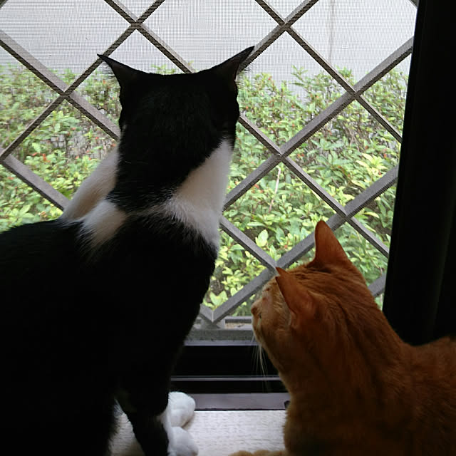 okyosan101さんの実例写真