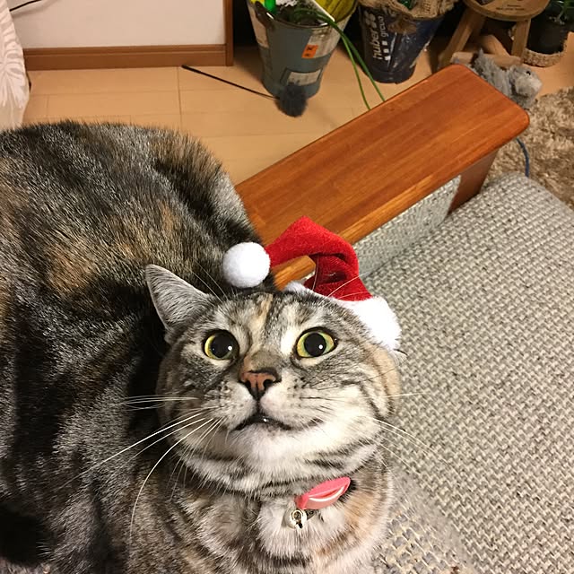 haruさんの実例写真