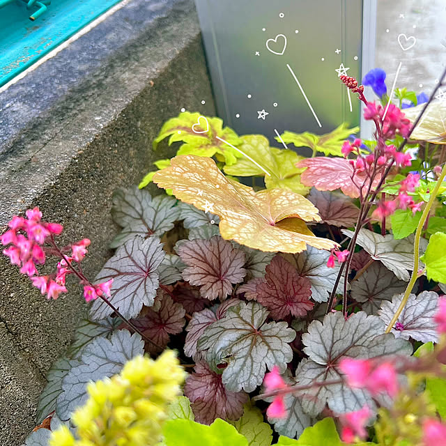 hinamamaさんの部屋