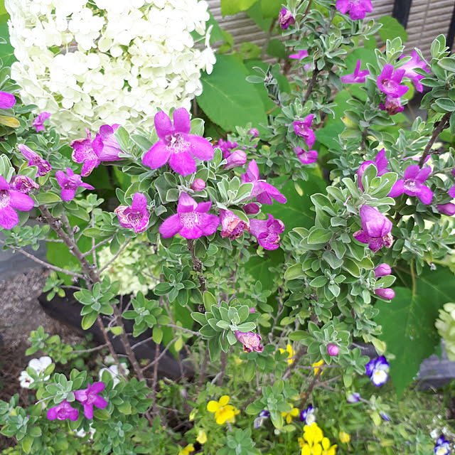 min_nimさんの実例写真