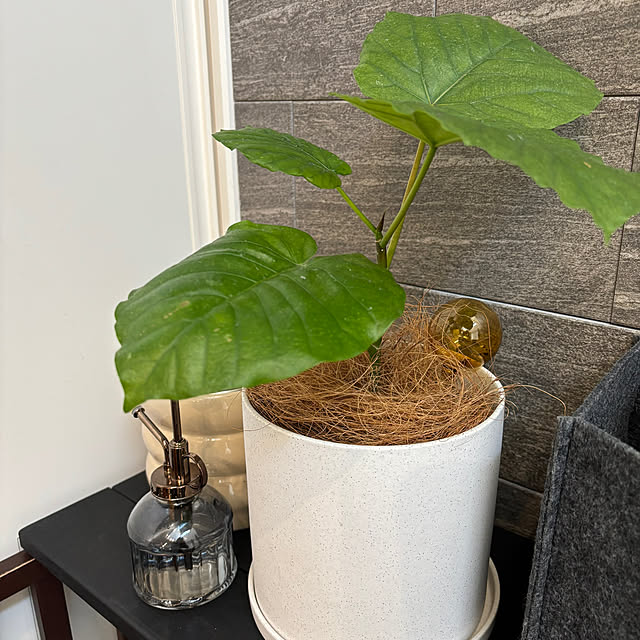 リビング/観葉植物のインテリア実例 - 2025-04-18 20:48:26