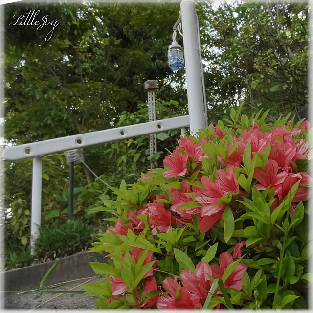littlejoyさんの実例写真