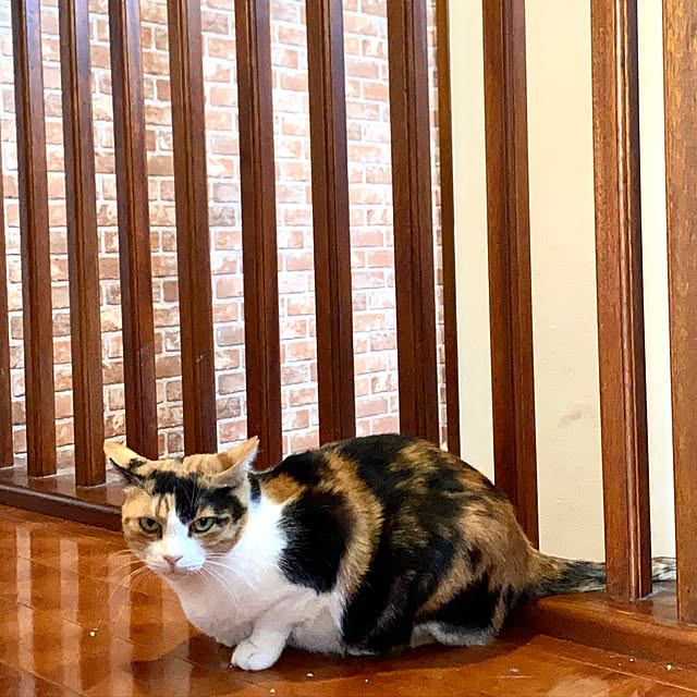 butachanさんの実例写真