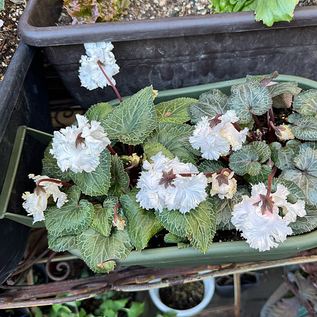 mamizaさんの部屋