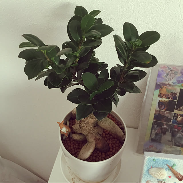 Ikemiさんの実例写真