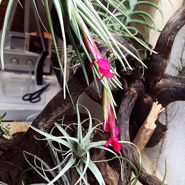 S-Tillandsiaさんの実例写真