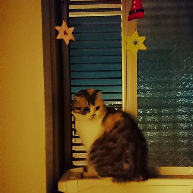Sachiさんの実例写真
