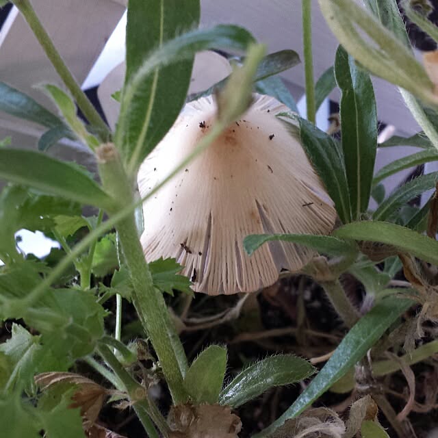 Naomiさんの実例写真