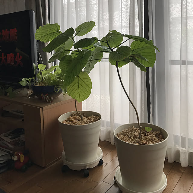 観葉植物/リビングのインテリア実例 - 2017-09-10 12:02:40