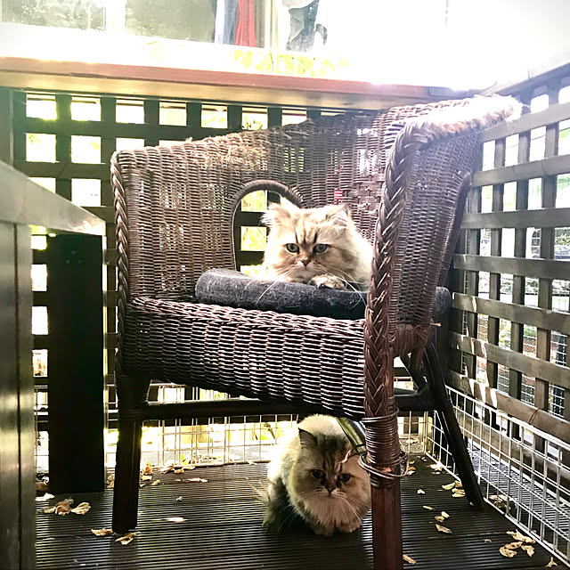 butachanさんの実例写真