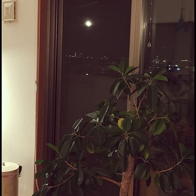 mariさんの実例写真