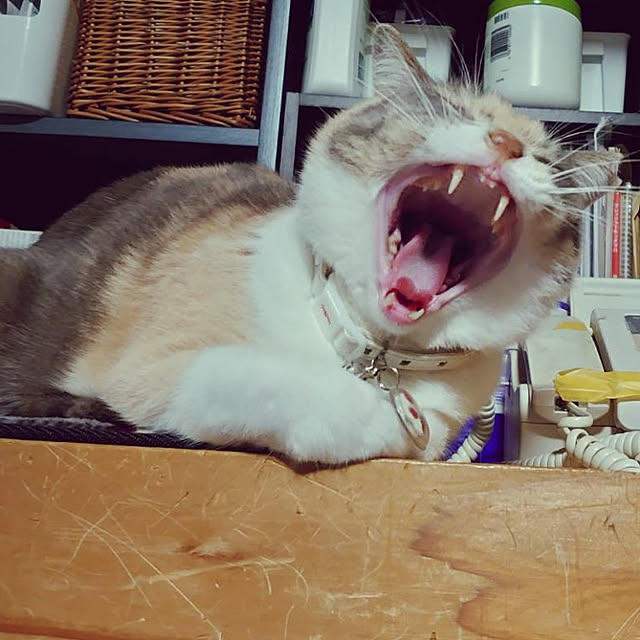 fukuさんの実例写真