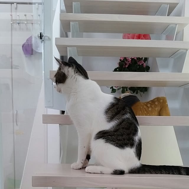 runayucoさんの実例写真
