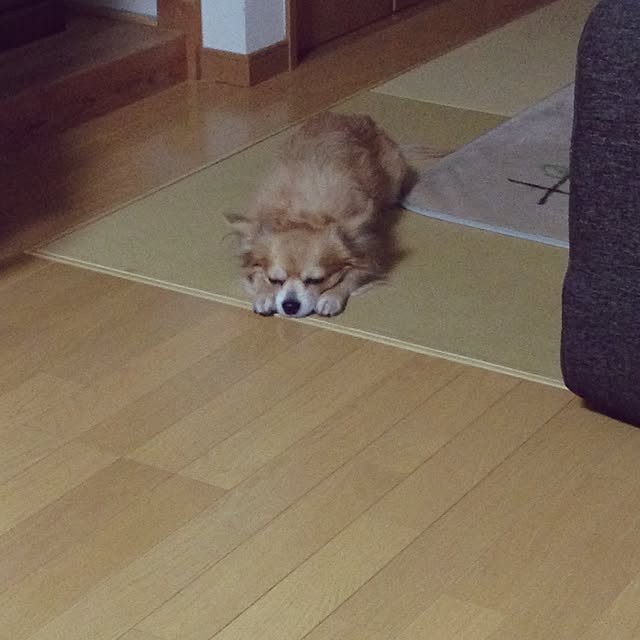 YUURIさんの実例写真