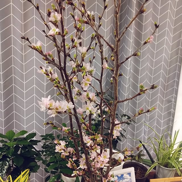 NAOKIさんの部屋