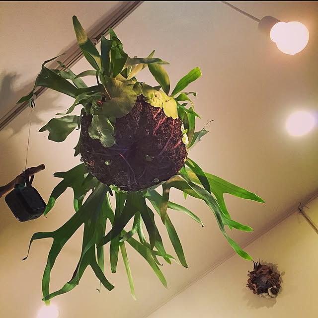 minomonさんの実例写真