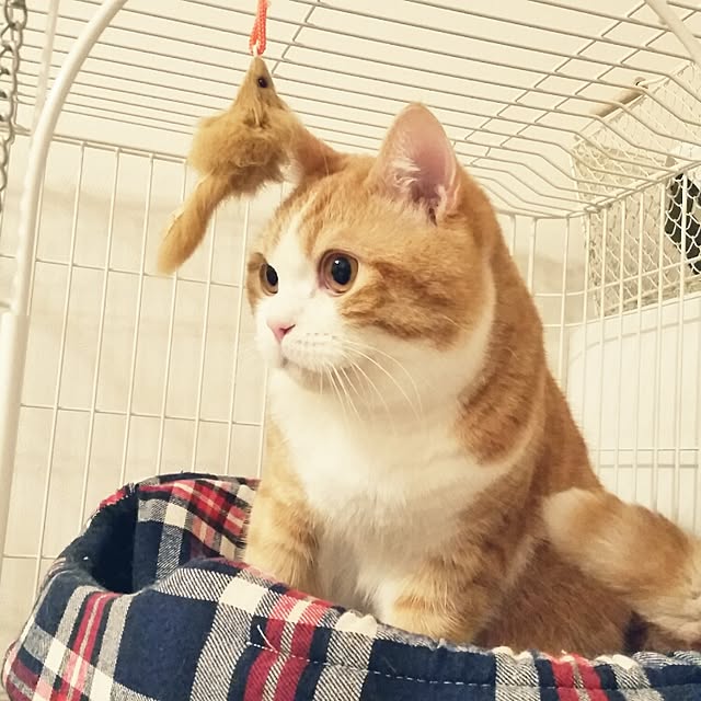 mi123さんの実例写真